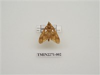 藏品(錦舟蛾)的圖片